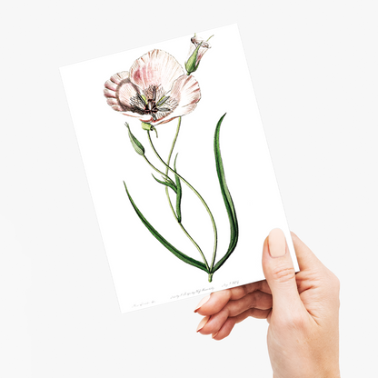 atiny calochortus - Wenskaart