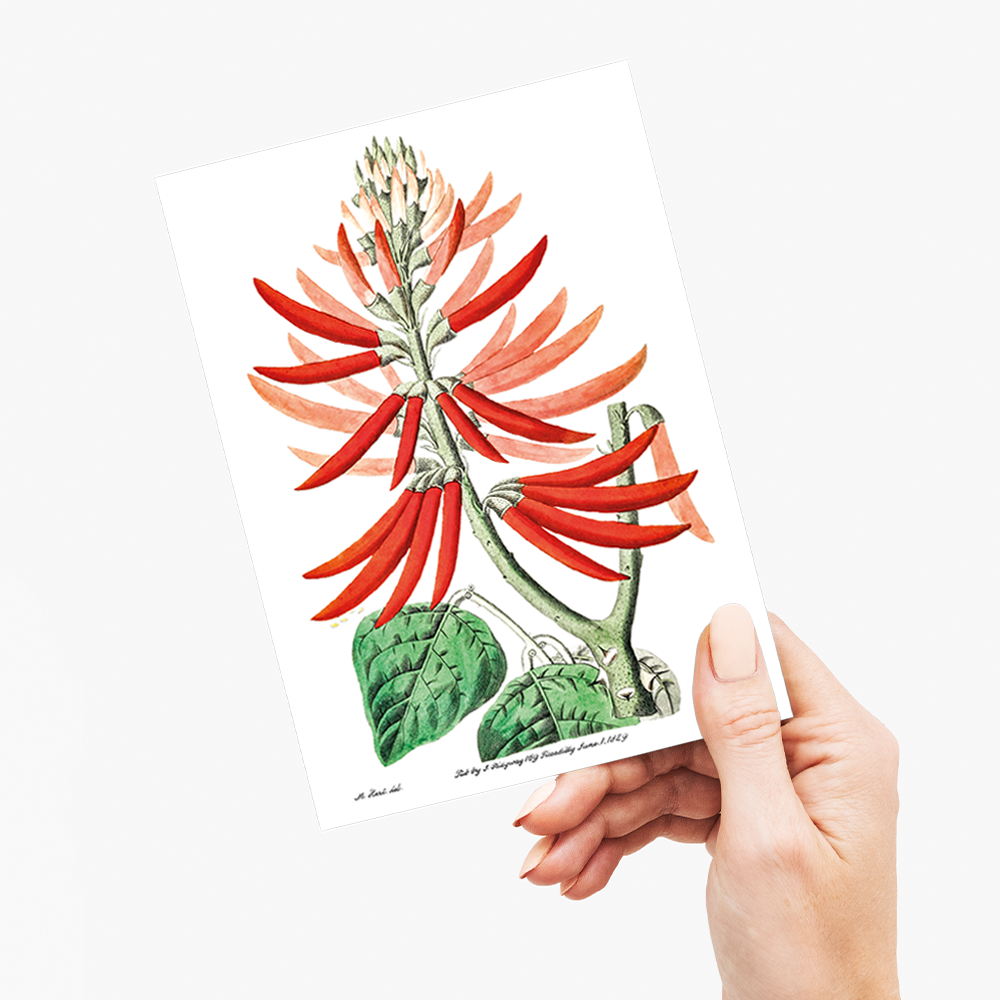 Naked-flowering Erythrina - Wenskaart