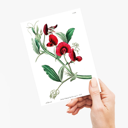 The tangier pea - Wenskaart