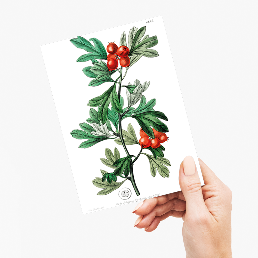 orocco hawthorn - Wenskaart