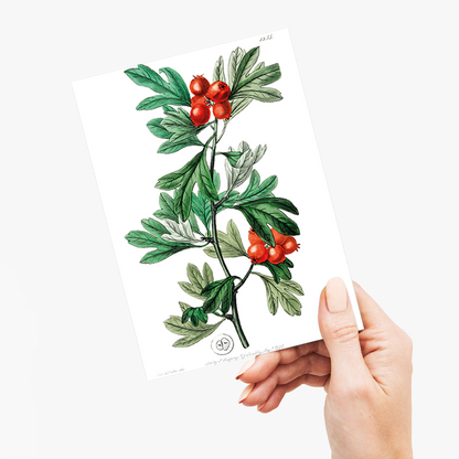 orocco hawthorn - Wenskaart