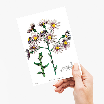 Lilac senecio - Wenskaart