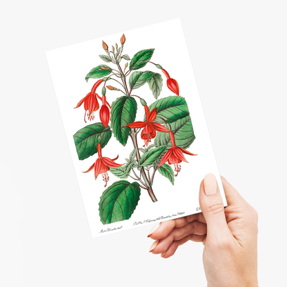 Standish's fuchsia - Wenskaart