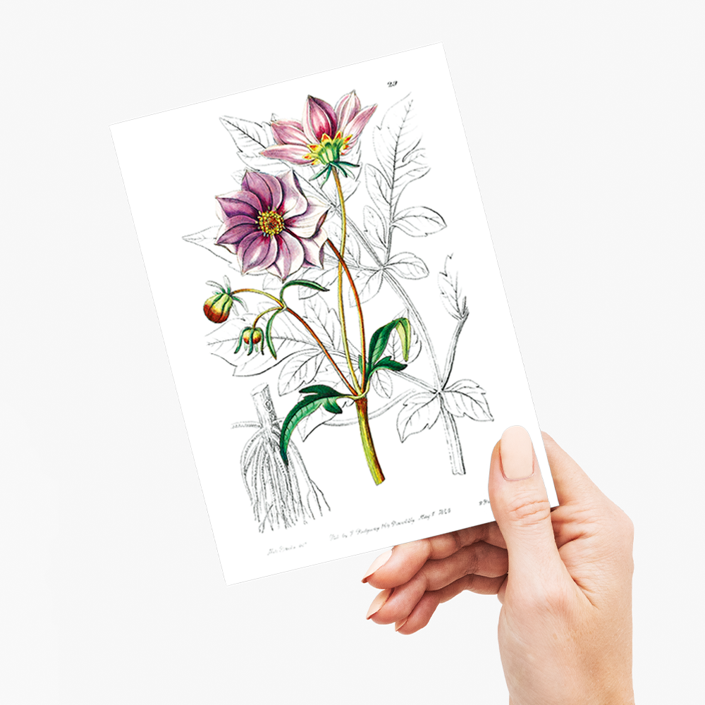 Smooth dwarf dahlia - Wenskaart