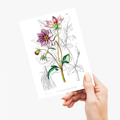 Smooth dwarf dahlia - Wenskaart
