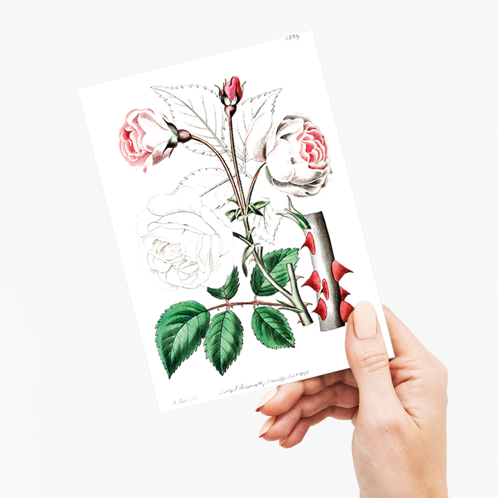 The ruga rose - Wenskaart
