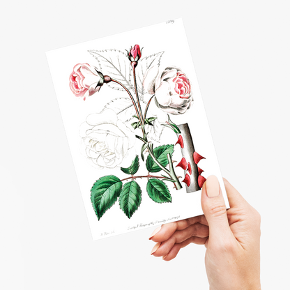 The ruga rose - Wenskaart
