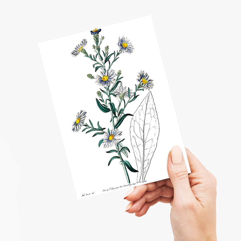 Glaucous aster - Wenskaart