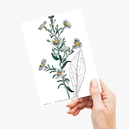 Glaucous aster - Wenskaart
