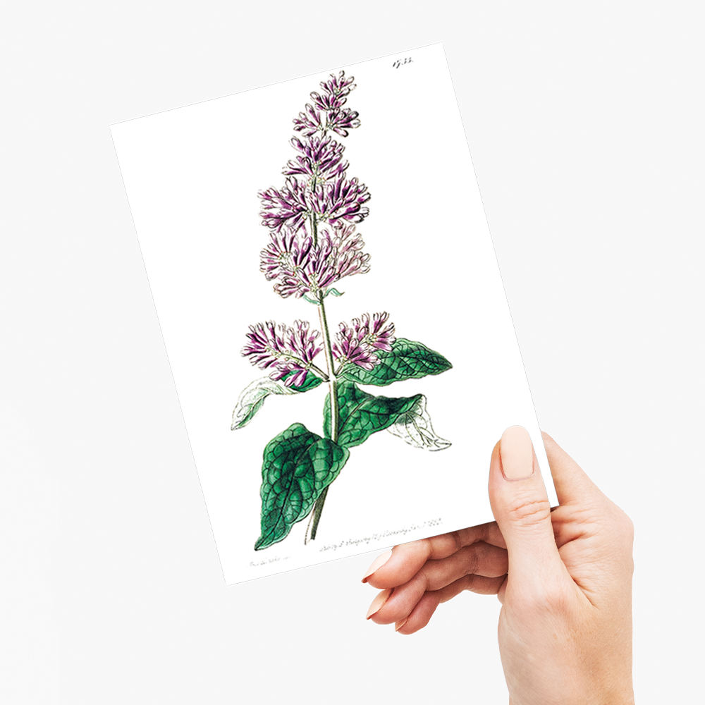 Lady Josika's lilac - Wenskaart