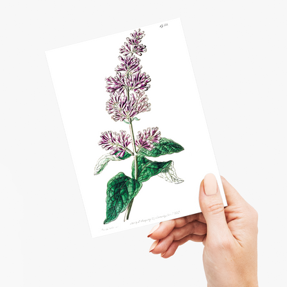 Lady Josika's lilac - Wenskaart