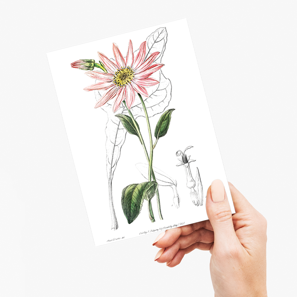 Mr. Dickson's echinacea - Wenskaart