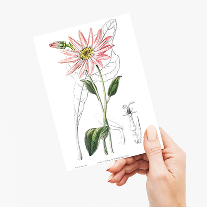 Mr. Dickson's echinacea - Wenskaart