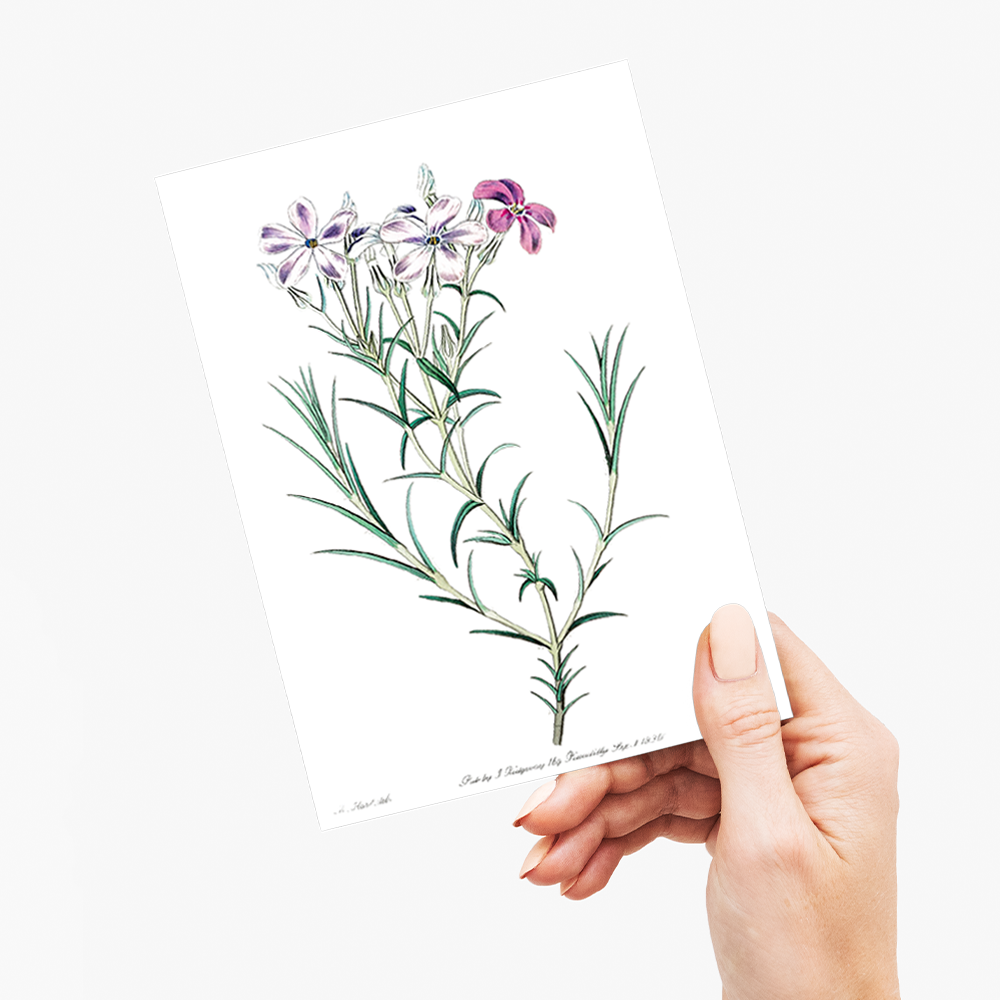 Shewy phlox - Wenskaart