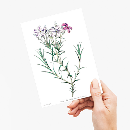 Shewy phlox - Wenskaart