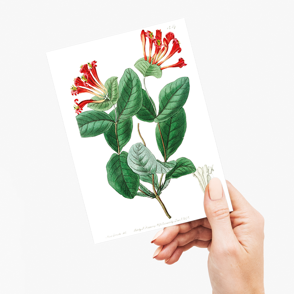 The north-west honeysuckle - Wenskaart