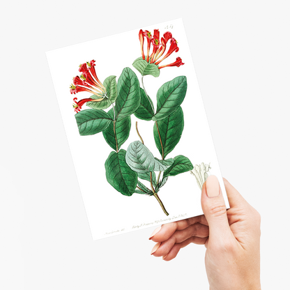 The north-west honeysuckle - Wenskaart