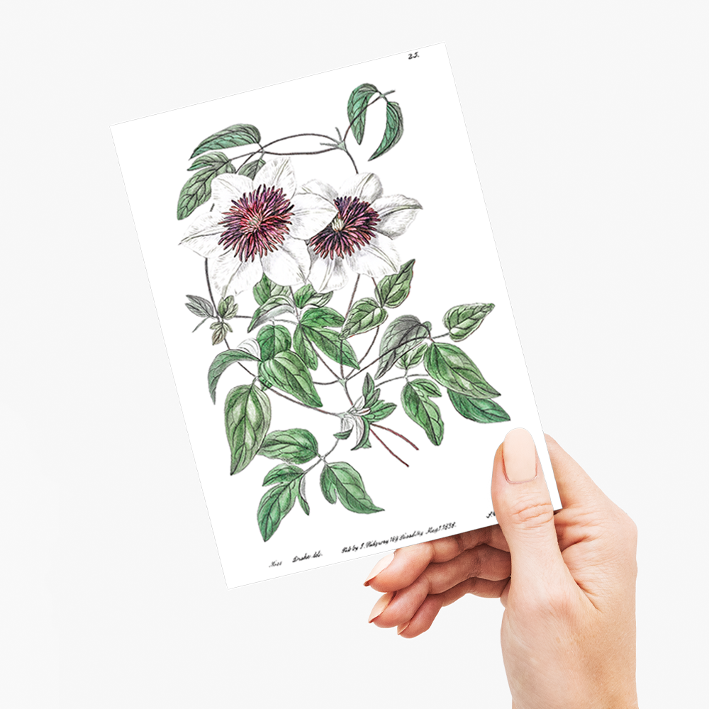 Siebald's clematis - Wenskaart