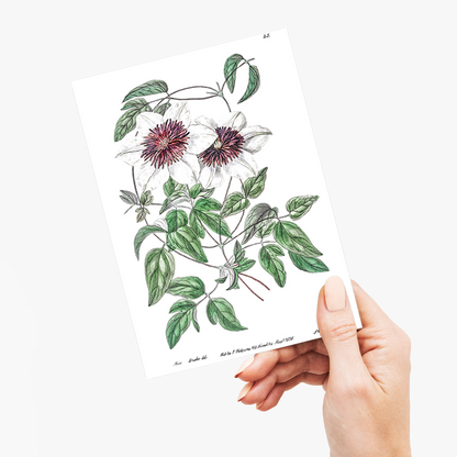 Siebald's clematis - Wenskaart