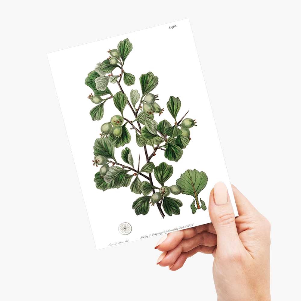 Spathula-leaved thorn - Wenskaart
