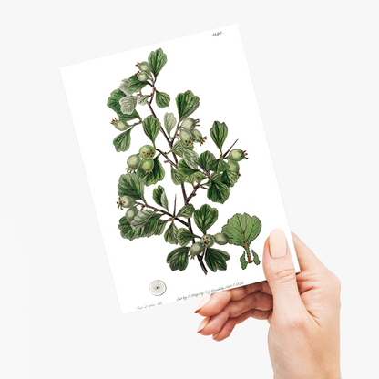 Spathula-leaved thorn - Wenskaart
