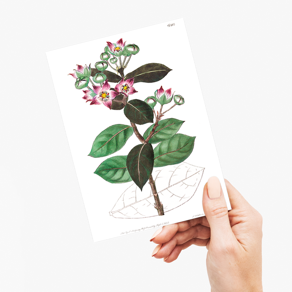 Tall calotropis - Wenskaart