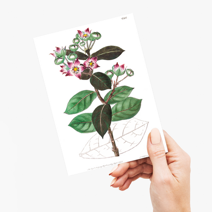 Tall calotropis - Wenskaart