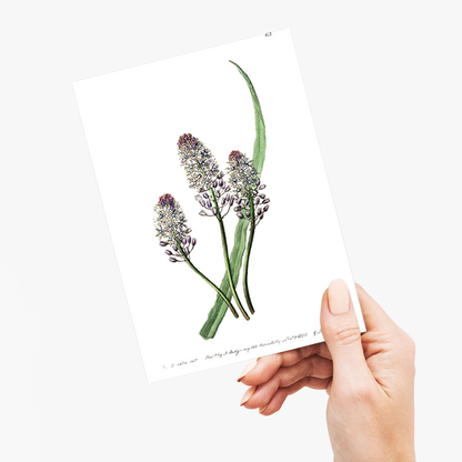 Meadow squill - Wenskaart