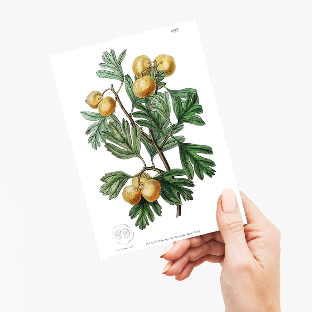 The aronia thorn - Wenskaart