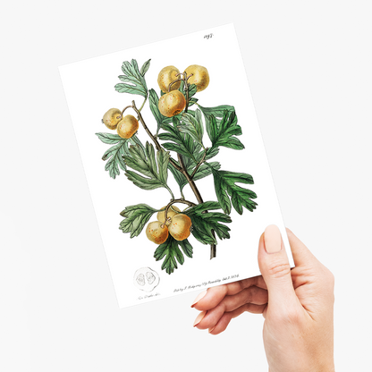 The aronia thorn - Wenskaart