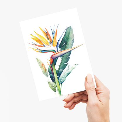 Strelitzia I - Wenskaart
