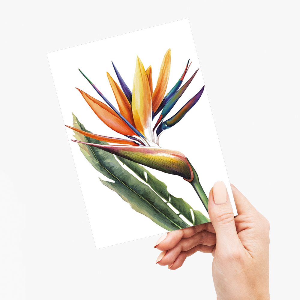 Strelitzia IV - Wenskaart